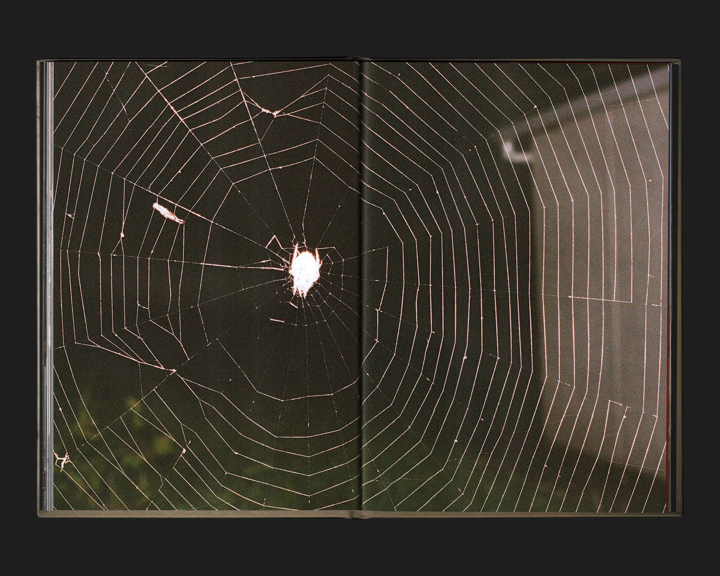 Friend Editions - Blue Summer: Jarrad Carlin